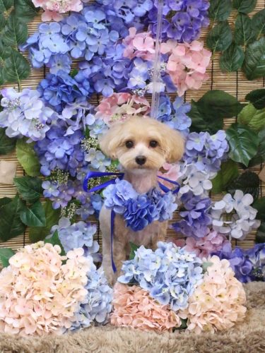 20250629ぽぽくん